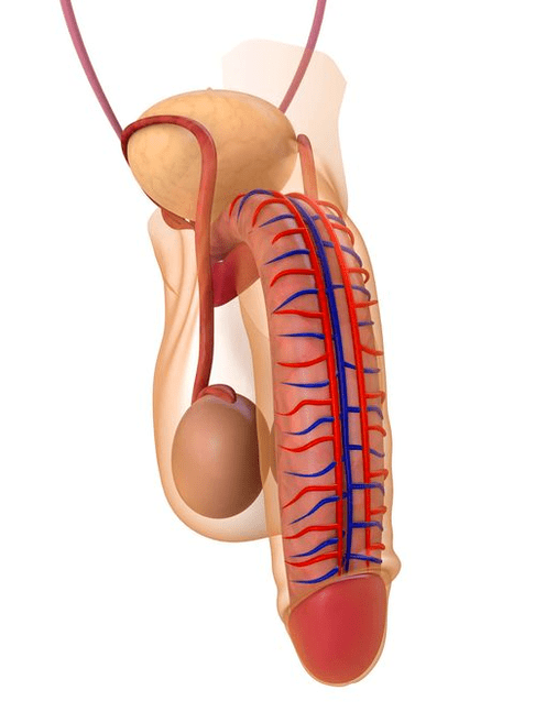 Struktur des Penis